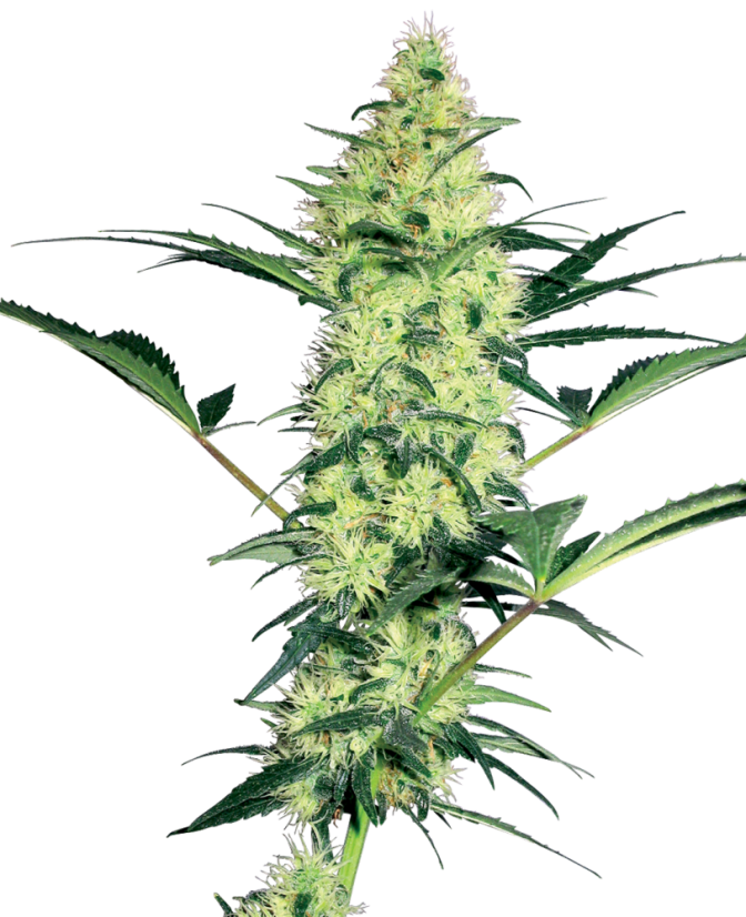 Sensi Seeds Semințe de canabis White Diesel feminizate de White Label, 3-10 buc.