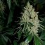 Silent Seeds Seminte exotice de canabis Gorilla Frost feminizate