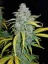 Fast Buds Biji Ganja Blue Dream Auto