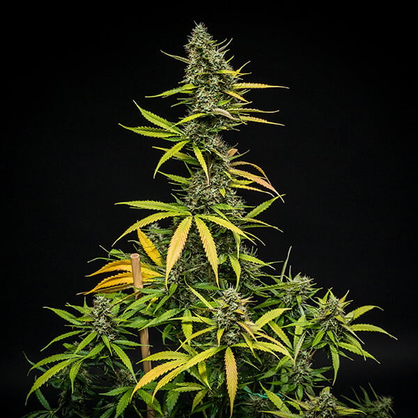 Royal Queen Seeds Seminte de canabis Mimosa Auto