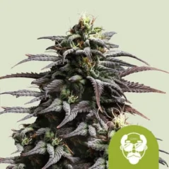 Royal Queen Seeds Kannabisfræ Grandaddy Purple Auto