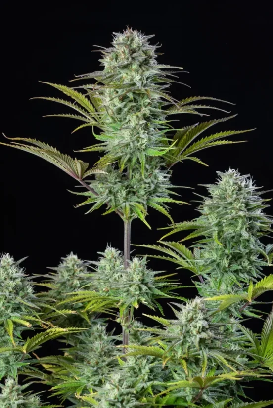 Fast Buds Sjemenke konoplje Košer kolač Auto