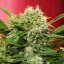Doctor's Choice Seeds Chronic Ryder BX Auto Feminized