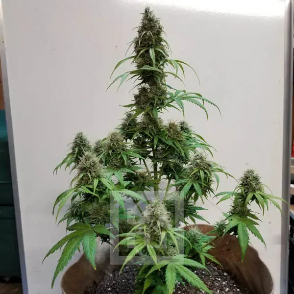 Blimburn Seeds Cannabis Seeds AK Auto