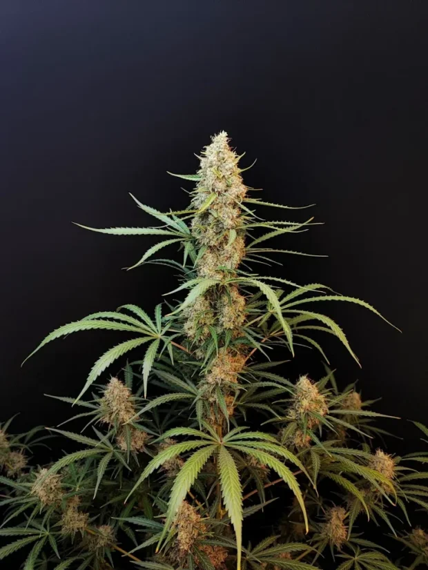 Fast Buds Насіння канабісу Jack Herer Auto