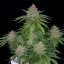 Fast Buds Cannabis Seeds Strawberry Pie Auto