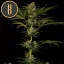Blimburn Seeds Cannabisfrön Guanabana feminiserade