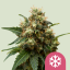 Royal Queen Seeds Semințe de canabis Ice feminizate