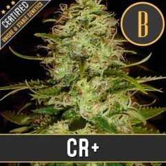 Blimburn Seeds Cannabisfrön Cr+ Feminiserade