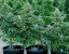 Royal Queen Seeds Семена от канабис Apollo F1 Auto