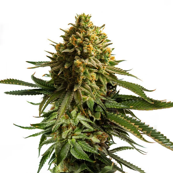 Royal Queen Seeds Tort de nunta Seminte de Canabis Feminizat