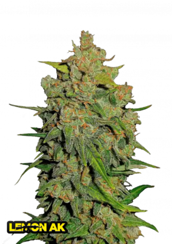 Fast Buds Sjemenke konoplje Limun AK Auto