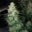 Silent Seeds Seminte de canabis Moby Dick auto feminizate