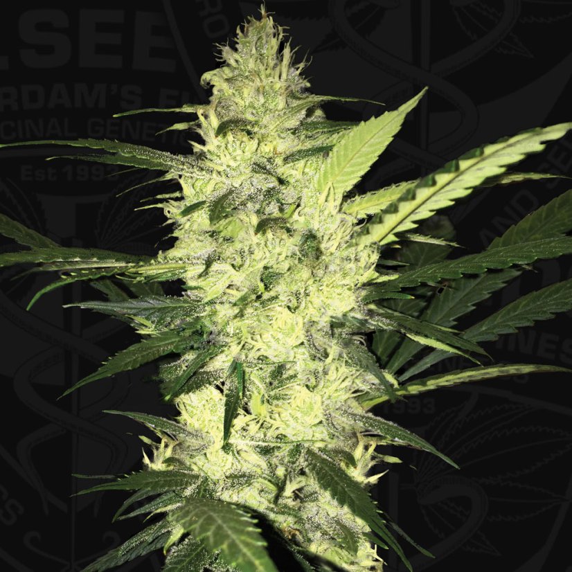 T.H.Seeds™ Semințe de canabis La SAGE™, pachet 5+1, feminizate