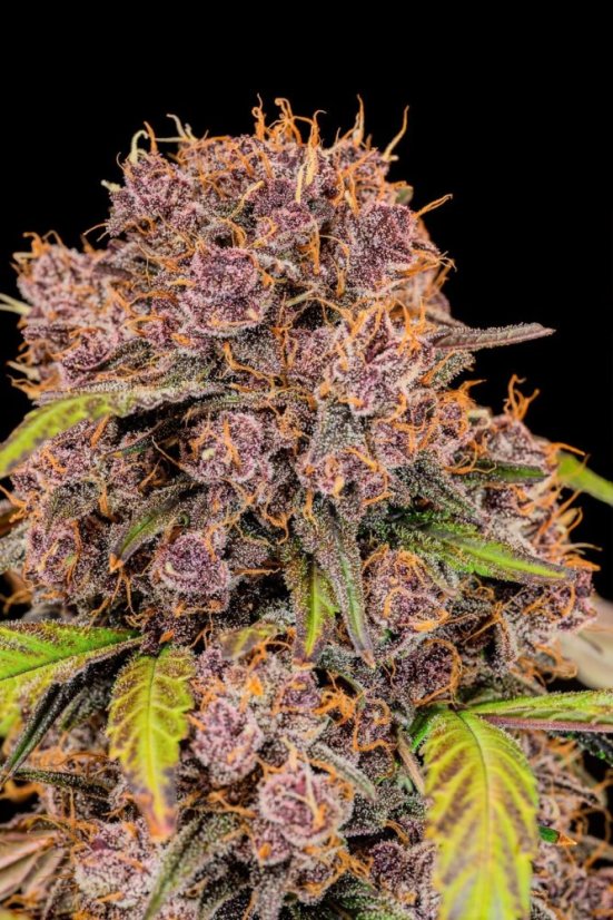 Fast Buds Cannabis Seeds Lemon Cherry Cookies Auto