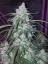 Fast Buds Cannabis Seeds Pineapple Express Auto