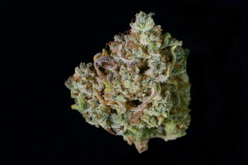 Fast Buds Biji Ganja Gelato Otomatis