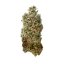 Royal Queen Seeds Seminte de canabis Royal Skywalker feminizate