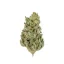 Royal Queen Seeds Cannabisfrø Amnesia Haze Feminiseret