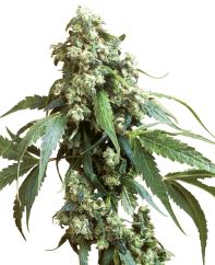 Sensi Seeds Cannabis Seeds Jack Flash #5® Feminized, 3-10 ks