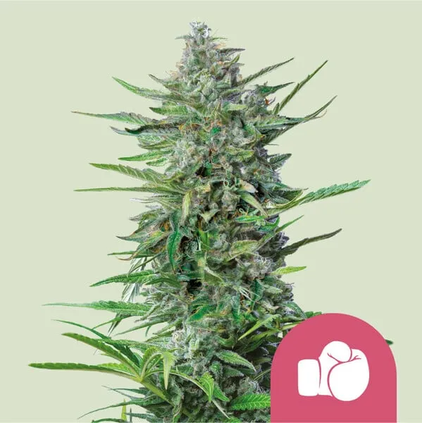 Royal Queen Seeds Cannabis Seeds Purple Punch Nőiesített
