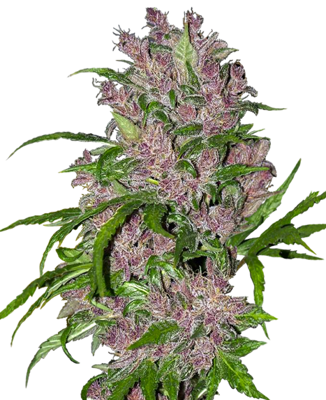 Sensi Seeds Seminte de canabis Purple Bud feminizate automat cu White Label, 3-10 buc.
