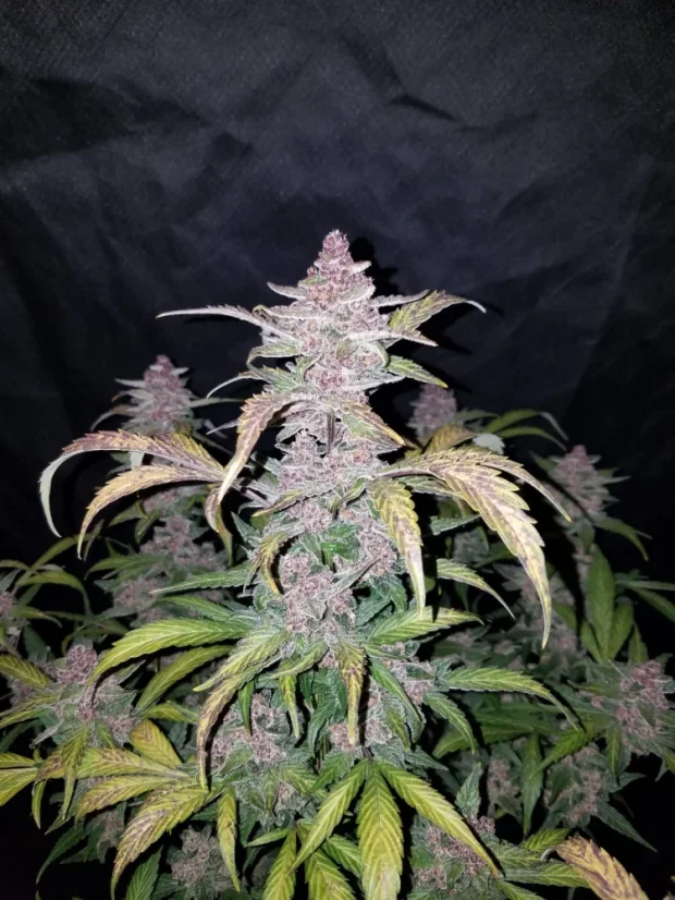 Fast Buds Cannabis Seeds Blackberry Auto
