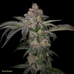 T.H.Seeds™ Seminte de canabis Pure Runtzy, pachet special 6+1, feminizate