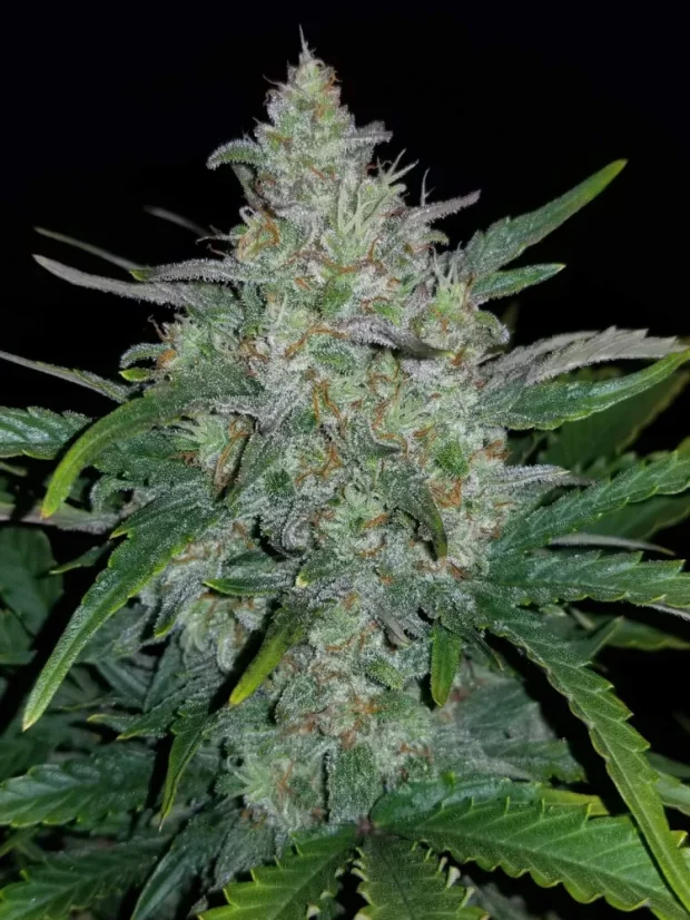 Fast Buds Cannabisfrø Rhino Ryder Auto