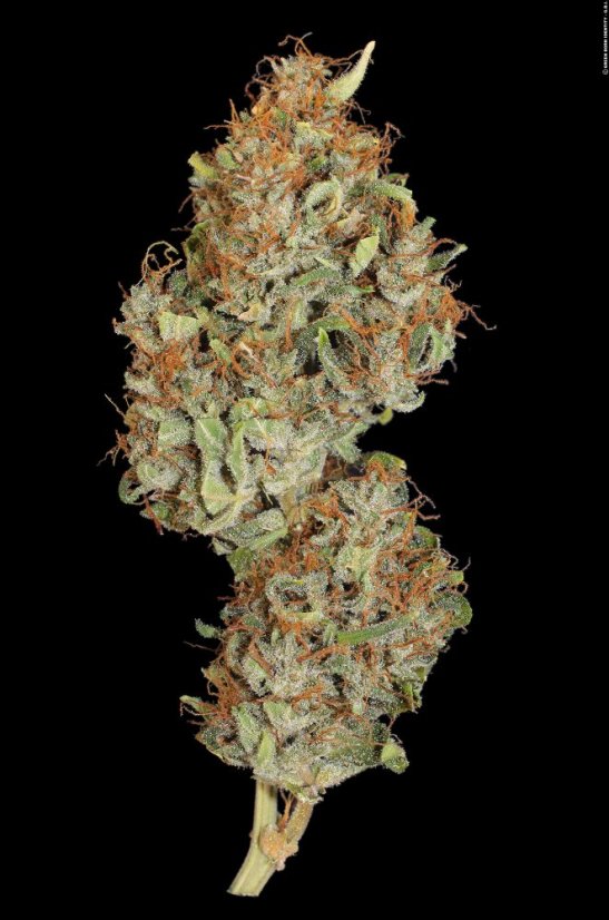 T.H.Seeds™ Seminte de canabis Auto MK-Ultra™, pachet 5+1, feminizate