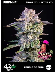 Fast Buds Sementes de Cannabis Kamala OG Auto