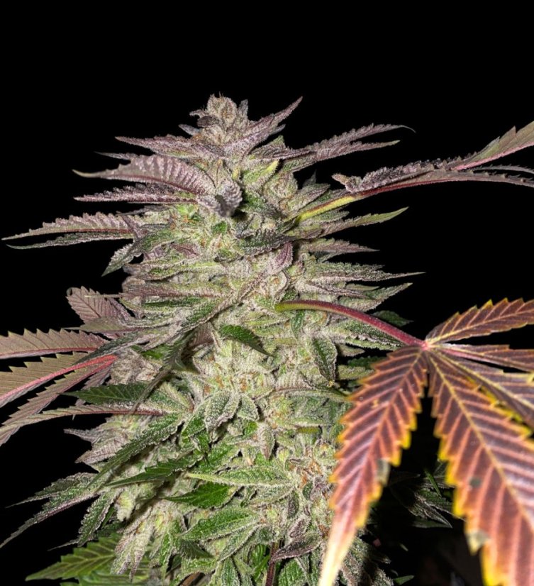 T.H.Seeds™ Cannabisfrø Gelato-kage, 6+1 specialpakke, feminiseret