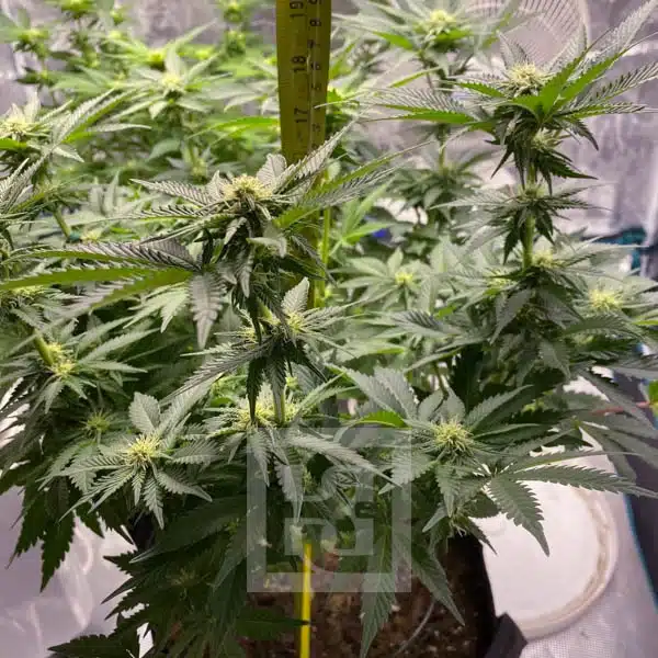 Blimburn Seeds Hanfsamen Girl Scout Cookies Feminisiert