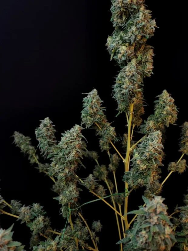 Fast Buds Sjemenke konoplje Sour Diesel Auto