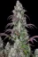Fast Buds Sjemenke konoplje Lemon Pie Auto