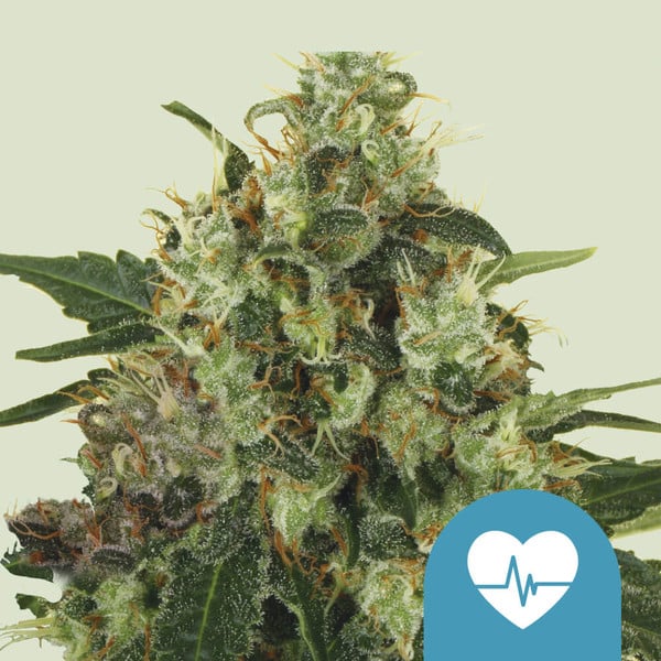 Royal Queen Seeds Cannabis Seeds Medical Mass Feminized (korkea CBD)