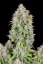 Fast Buds Sjemenke Kanabisa Cinderella Auto