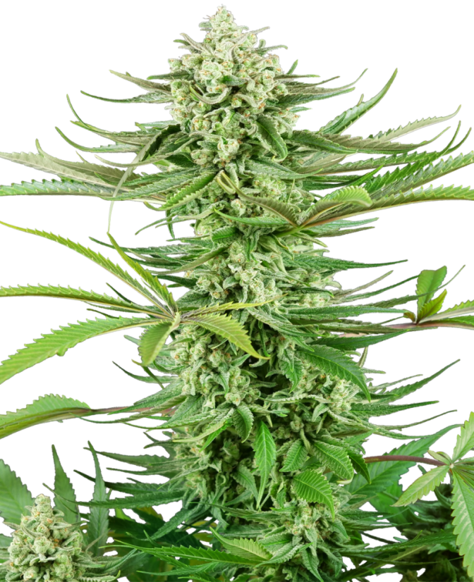 Sensi Seeds Seminte de canabis Cashew Kush feminizate, 3-10 buc