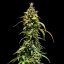 Royal Queen Seeds Seminte de canabis Sherbet Queen Auto