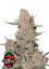 Fast Buds Sjemenke konoplje Ztrawberriez Auto