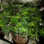 Blimburn Seeds Seminte de canabis Blackberry Moonstones feminizate