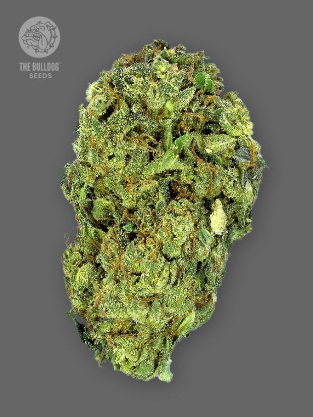 The Bulldog Seeds TB Sour Diesel Regular, 3 e 5 peças