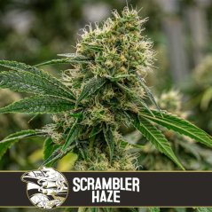 Blimburn Seeds Cannabis Seeds Scrambler Haze Feminized