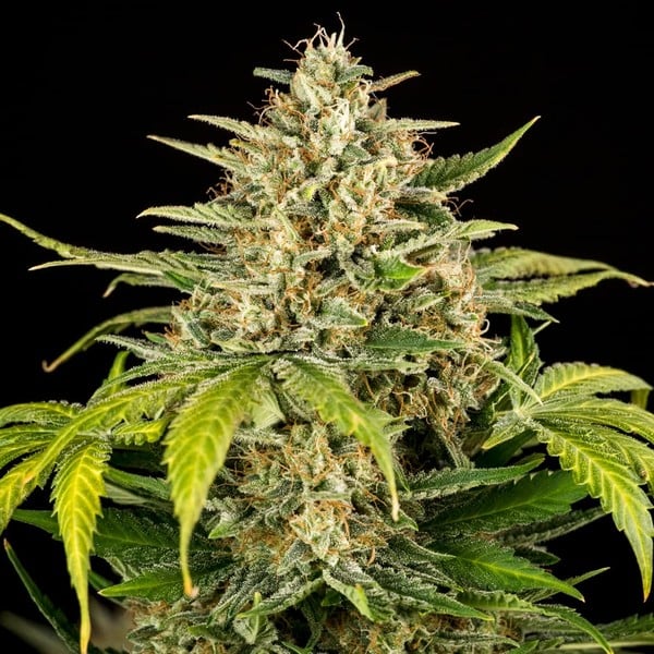 Royal Queen Seeds Seminte de canabis Green Gelato Auto
