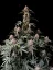 Fast Buds Semi di Cannabis Amnesia Zkittlez Auto