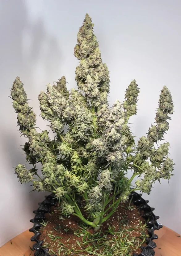 Dutch Passion Seminte de canabis Auto Colorado Cookies® Autoflowering
