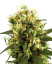 Sensi Seeds Cannabisfrön White Haze Automatic Feminized by White Label, 3-10 st