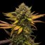 Royal Queen Seeds Seminte de canabis Sweet ZZ feminizate