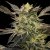 Silent Seeds Cannabiszaden Pink Sunset Auto van Sherbinskis