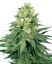 Sensi Seeds Seminte de canabis White Widow feminizate de White Label, 3-10 buc.